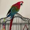 Green Wing Macaw