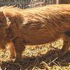 Pigs for Sale - Kune Kune & Mini / Kune Cross