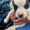 9 week old American bulldog