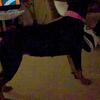 Akc Rottweiler 