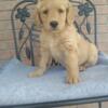 Golden Retriever Kate Female