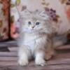 NEW Elite British kitten from Europe with excellent pedigree, male. Lucky