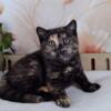 NEW Elite British kitten from Europe with excellent pedigree, female. A Queenie