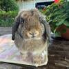 Holland lop doe    4 months