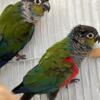 Crimson Bellied Conures Pr #2 price reduced