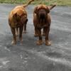 French Mastiff  Pups NE Florida