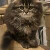 Scottish Fold Kittens