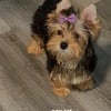 Yorkies puppies for sale