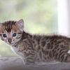 Bengal kittens - TICA and CFA registered - International Shipping Available