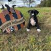 American Bully Puppies