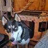 1 yr old male Siberian Husky