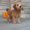 Cavapoo puppies