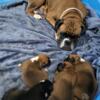 AKC part European boxers