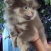 Akc papered "Rare Lavender Tri Merle" Pomeranian puppy for sale