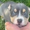 Blue tri American bully