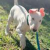 male bull terrier puppy