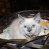 Blue Mitted Ragdoll Kitten, Serene