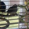 two male Diamond doves