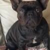 1 1/2 year old female French bulldog 