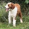 Mini Goldendoodle tuxedo boy