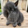 Purebred double mane lionhead doe babies for sale!