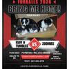 Pure bred Pembroke Welsh corgis