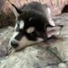 Pure Bread Huskies puppies for sale