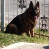 Rehoming AKC German Shepherd Male