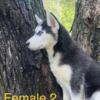 Purebred Siberian Husky puppies