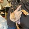 Chihuahua puppies male and female