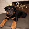 Female Rottweilers 8 weeks