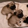 Beautiful Pug Puppies