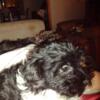 $500 6 months old Havanese pup must go home