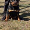 Male Rottie