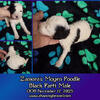 Moyen Standard Poodle Males