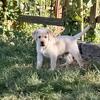 AKC Yellow Lab puppies