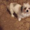 pepper the maltese needs a great home