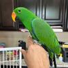 10 Month Old Male Baby Eclectus Parrot for Sale