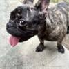 For sale 9 month old French bulldog