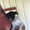 Adorable Jack Russell / Rat Terrier cros Boy puppy available ~ VERY FRIENDLY