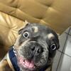 Blue & Tan Male French Bulldog – 7 Months, AKC, Health Tested