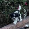 Shihpoo (Shihtzu/Poodle cross) male puppy