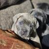 Cane corso puppies for sale