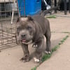 Female micro bully for sale