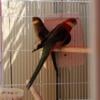 Pair of Stanley Rosellas for sale