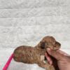 Toy poodles puppies akc