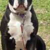 American Bully XL Puppies