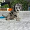 Cavapoo Puppies Ready Now - $800