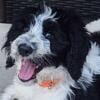 Sheepadoodle Doodle Puppies