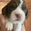 Classic AKC English Springer Spaniel puppies